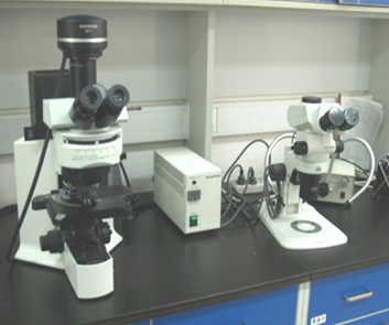 荧光显微镜体式显微镜